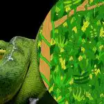 Znajdź węża w dżungli w 5 sekund: nierealistycznie trudna gra