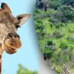 Znajdź wszystkie zwierzęta na obrazku w 10 sekund: łamigłówka, którą nie każdy może rozwiązać Znajdź wszystkie zwierzęta na obrazku w 10 sekund: łamigłówka, którą