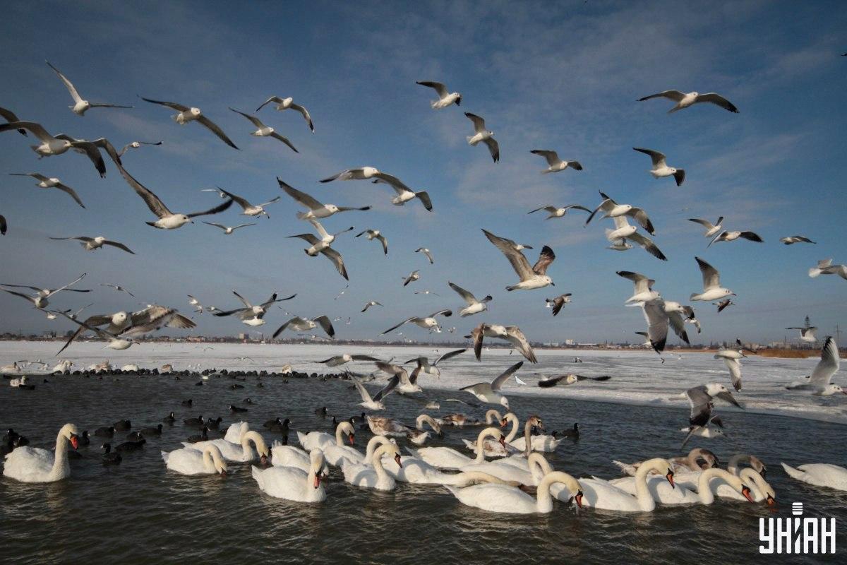 Znajdź gołębia na zdjęciu na czas / kolaż ze zdjęciem Moje Znajdź gołębia na zdjęciu na czas / kolaż ze zdjęciem Moje
