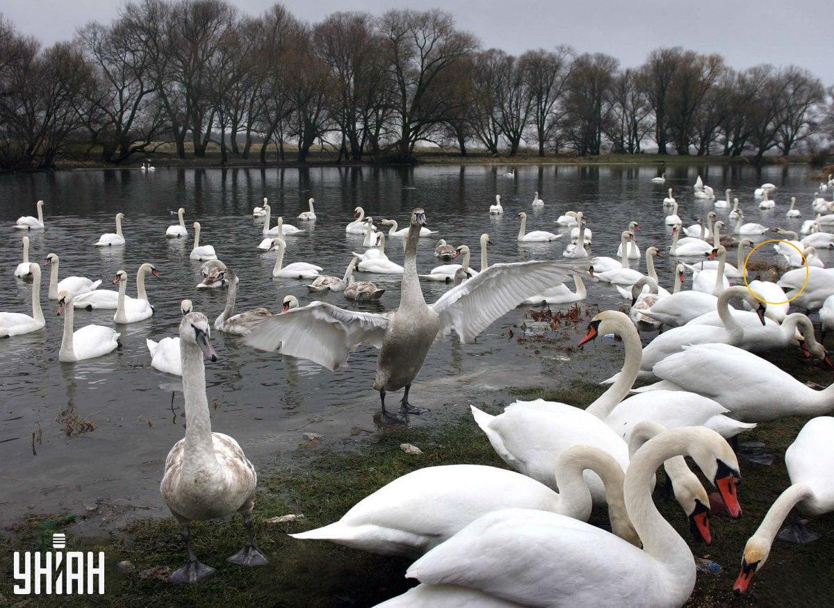 Ukryliśmy ptaka za pomocą wabika z 