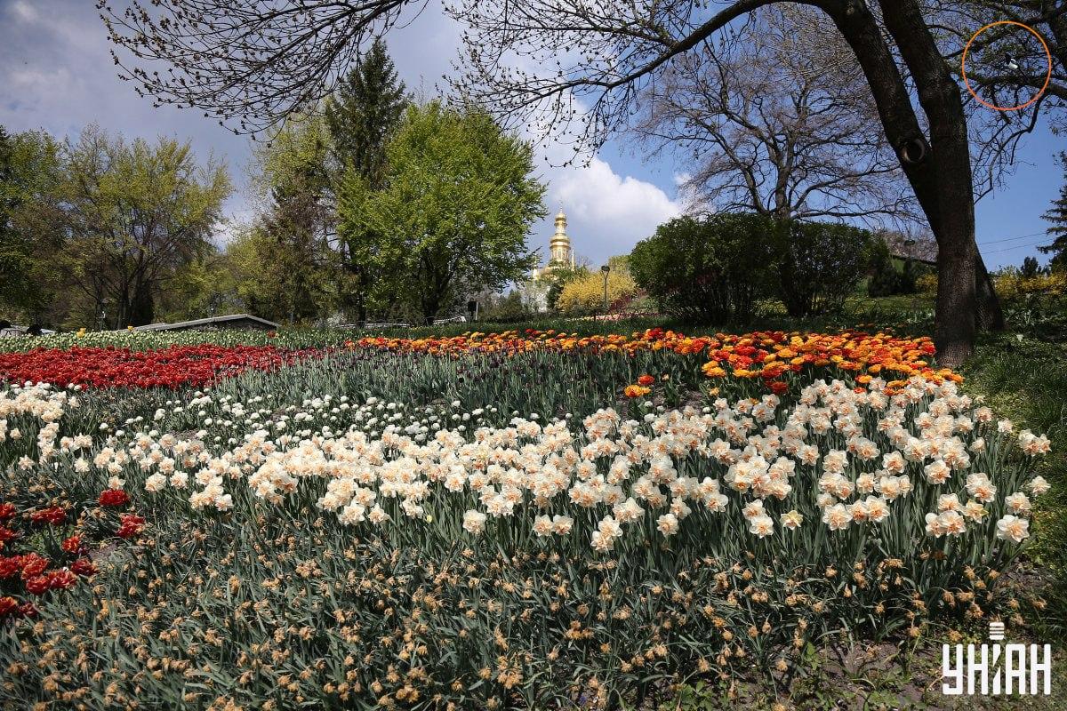 Ptak usiadł na gałęzi drzewa / kolaż Moje
