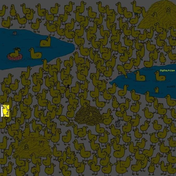 Tylko najmądrzejsi znajdą kurczaka wśród kaczątek w 8 sekund: nowa łamigłówka / zdjęcie Gergely Dudas