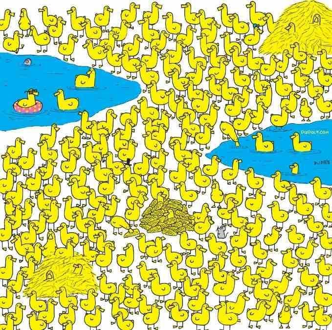 Tylko najmądrzejsi znajdą kurczaka wśród kaczątek w 8 sekund: nowa łamigłówka / zdjęcie Gergely Dudas