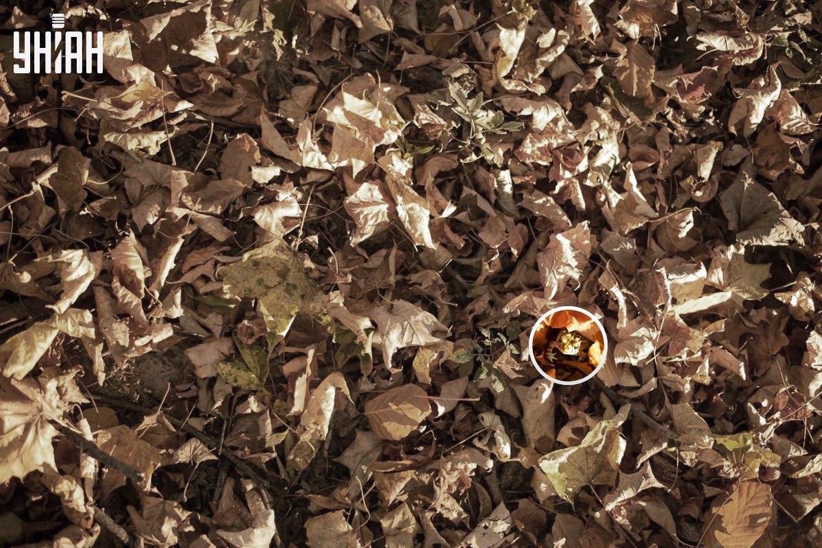 Żaba znajdowała się w pobliżu lewego dolnego rogu obrazu / kolaż ze zdjęciem Moje