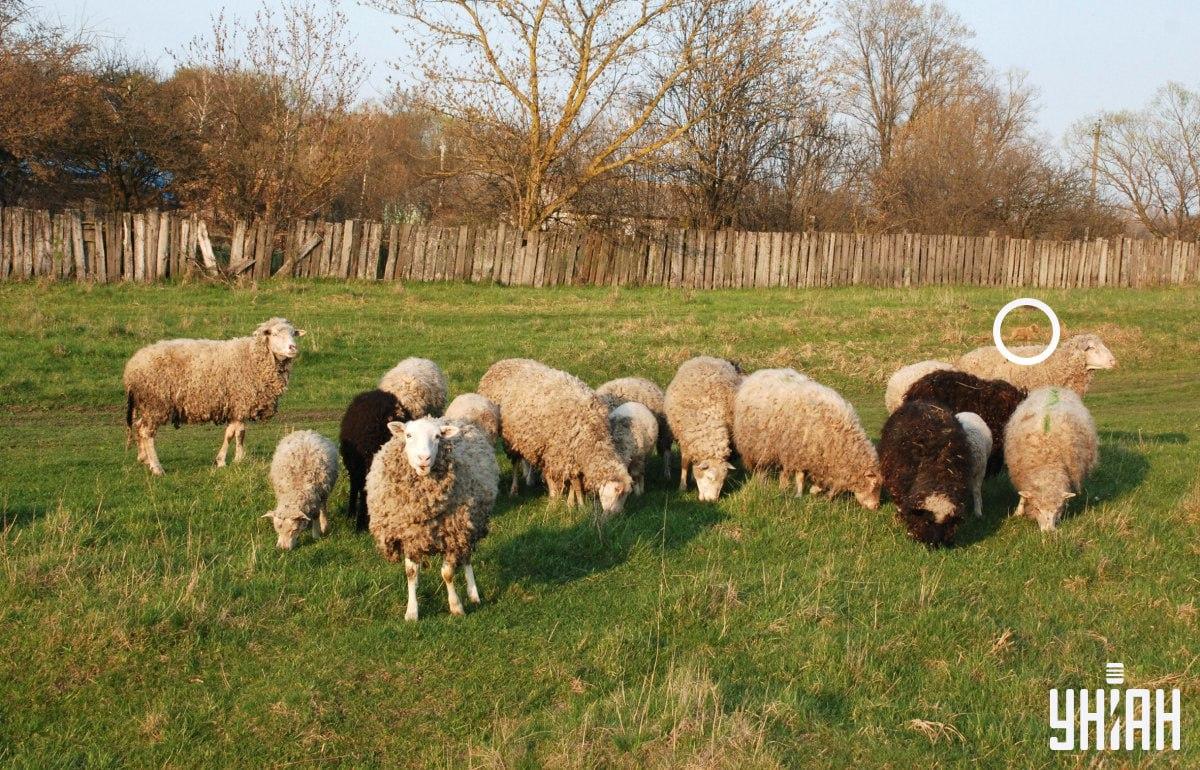 Pies znajdował się po lewej stronie obrazu / kolaż z fotografii Moje