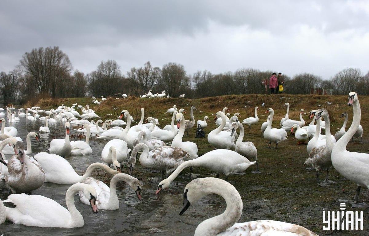 Znajdź gęś wśród łabędzi w czasie / kolaż ze zdjęciem Moje