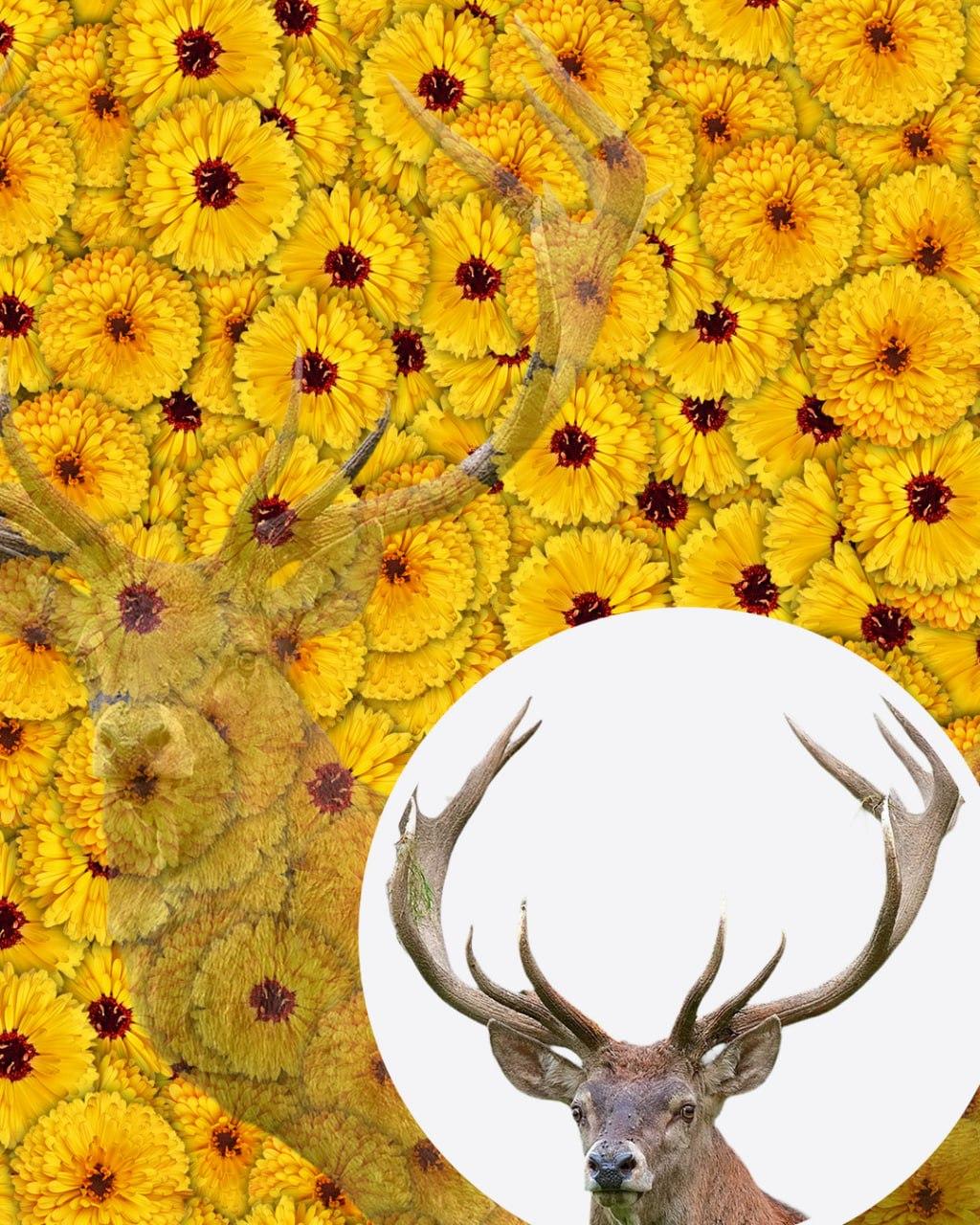 Tylko 1 na 10 osób znajdzie jelenia na zdjęciu w ciągu 7 sekund: bardzo złożone złudzenie optyczne