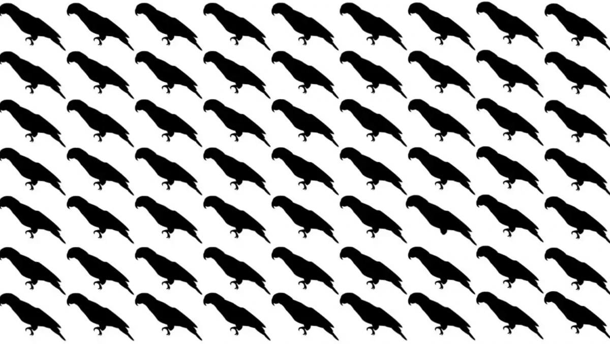 Tylko 5% osób znajdzie papugę w tej iluzji optycznej w ciągu 10 sekund. Tylko 5% osób znajdzie papugę na tym złudzeniu optycznym w ciągu 10 sekund.