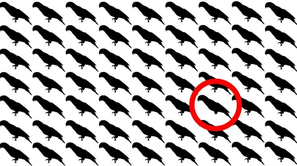 Tylko 5% osób znajdzie papugę w tej iluzji optycznej w ciągu 10 sekund. Tylko 5% ludzi znajdzie papugę w tej iluzji optycznej w ciągu 10 sekund. Rozwiązanie.