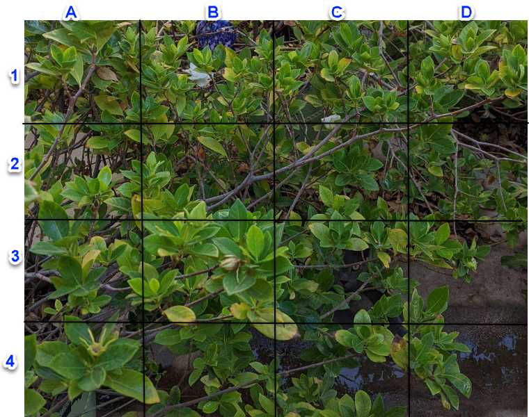 Zagadka - znajdź kota na drzewie