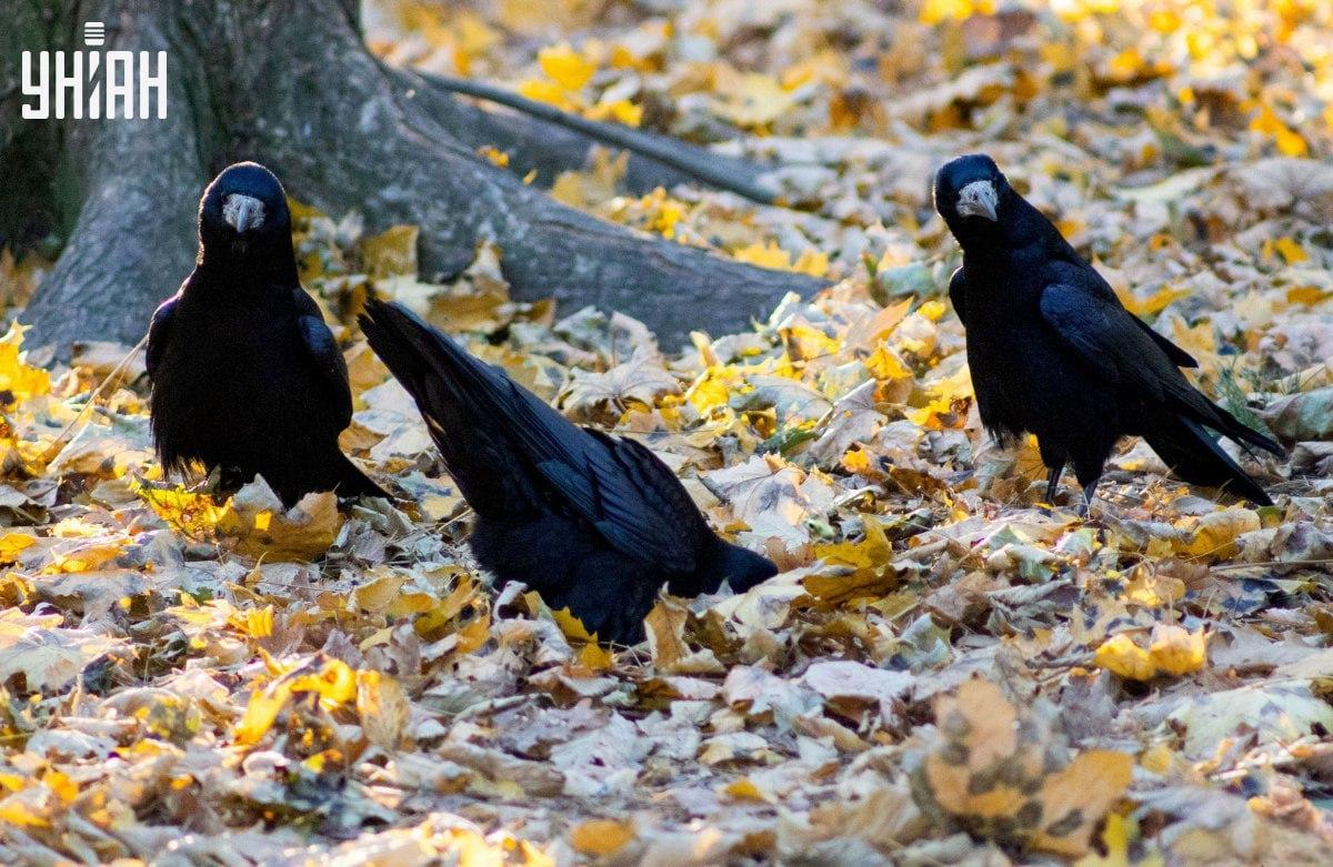 Szybko znajdź żabę na zdjęciu / kolażu ze zdjęcia Moje Znajdź bardzo szybko żabę na zdjęciu / kolażu ze zdjęciem Moje