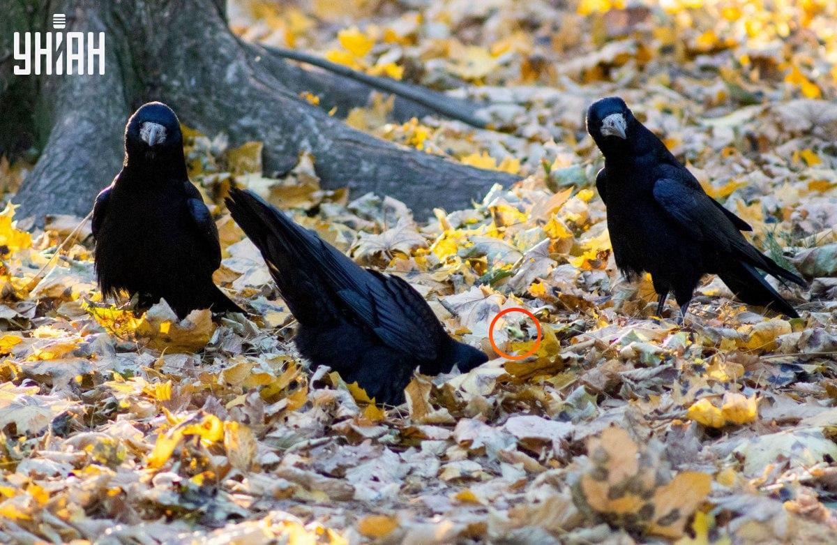 Żaba była prawie w centrum układanki / kolaż ze zdjęcia Moje Żaba była prawie w centrum układanki / kolaż z Moje fot.