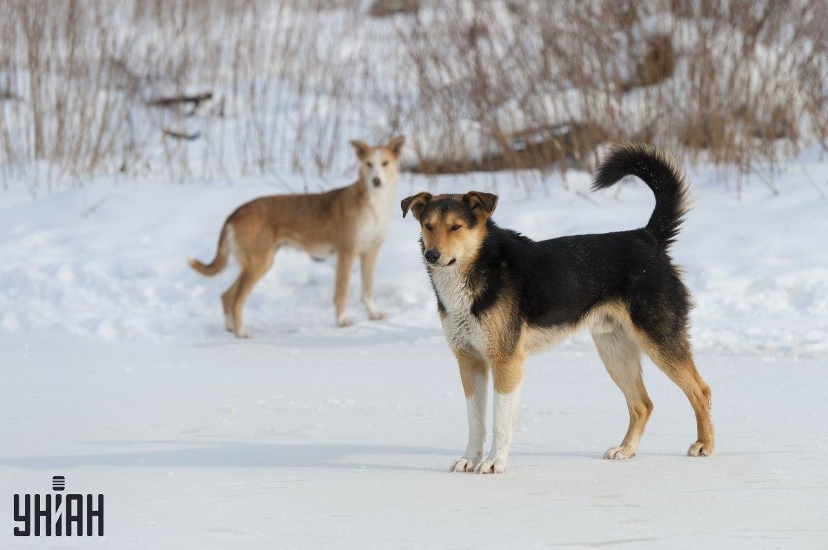 Ukryty obrazek - znajdź ptaka wśród liści
