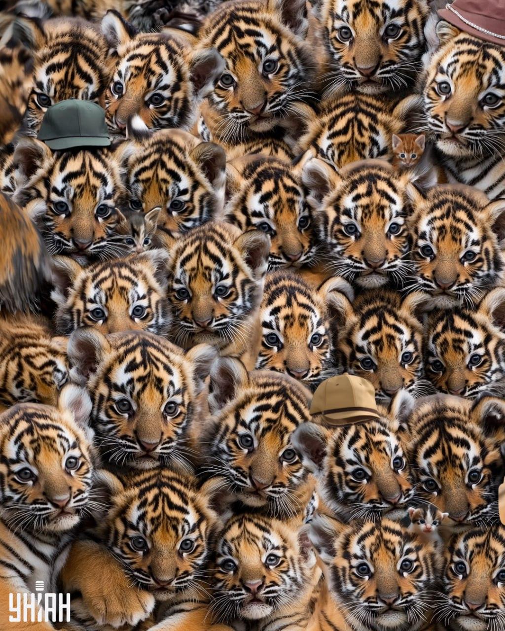 Znajdź trzy kocięta wśród tygrysów / Moje