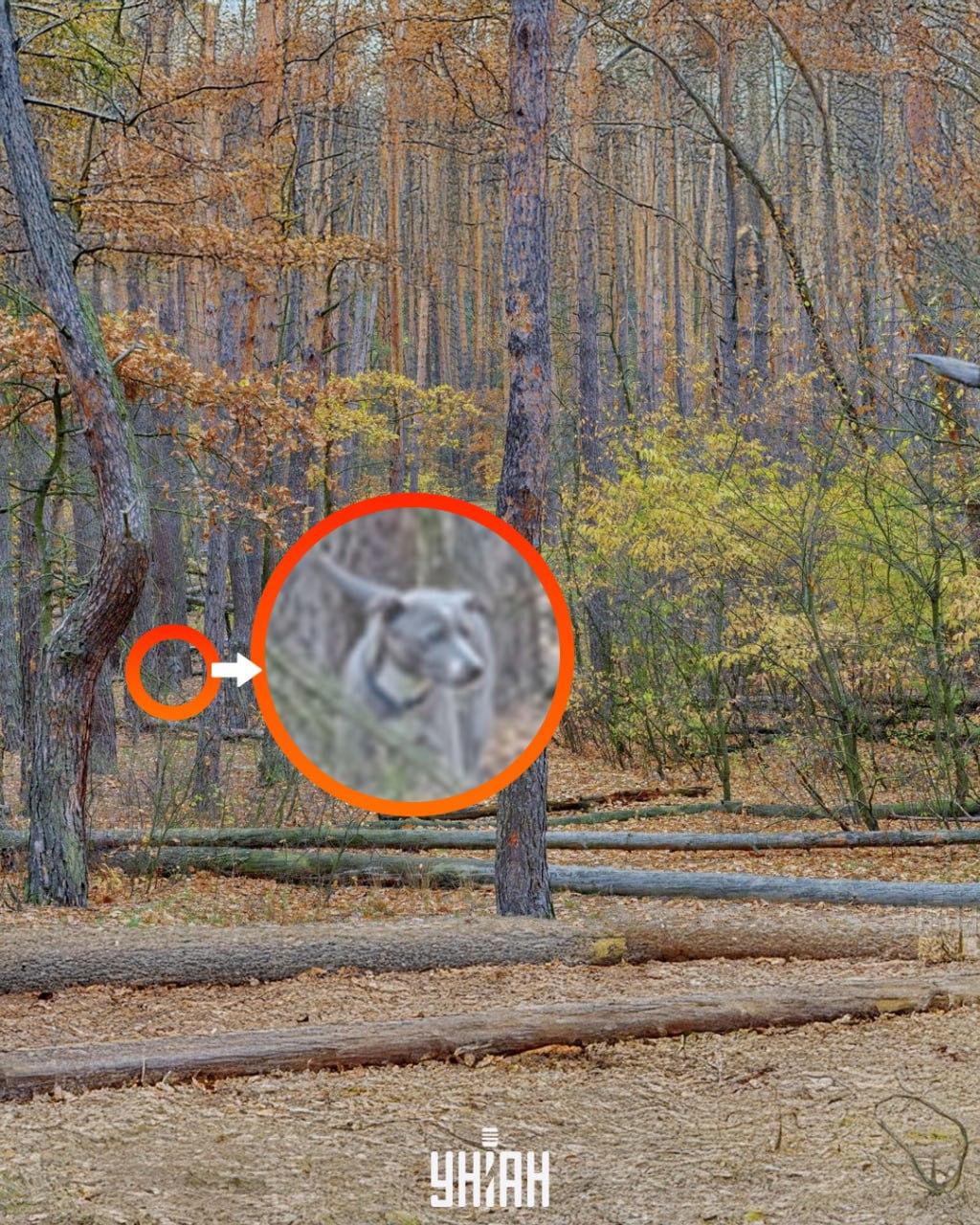 Zdjęcie Moje, Falin Volodymyr