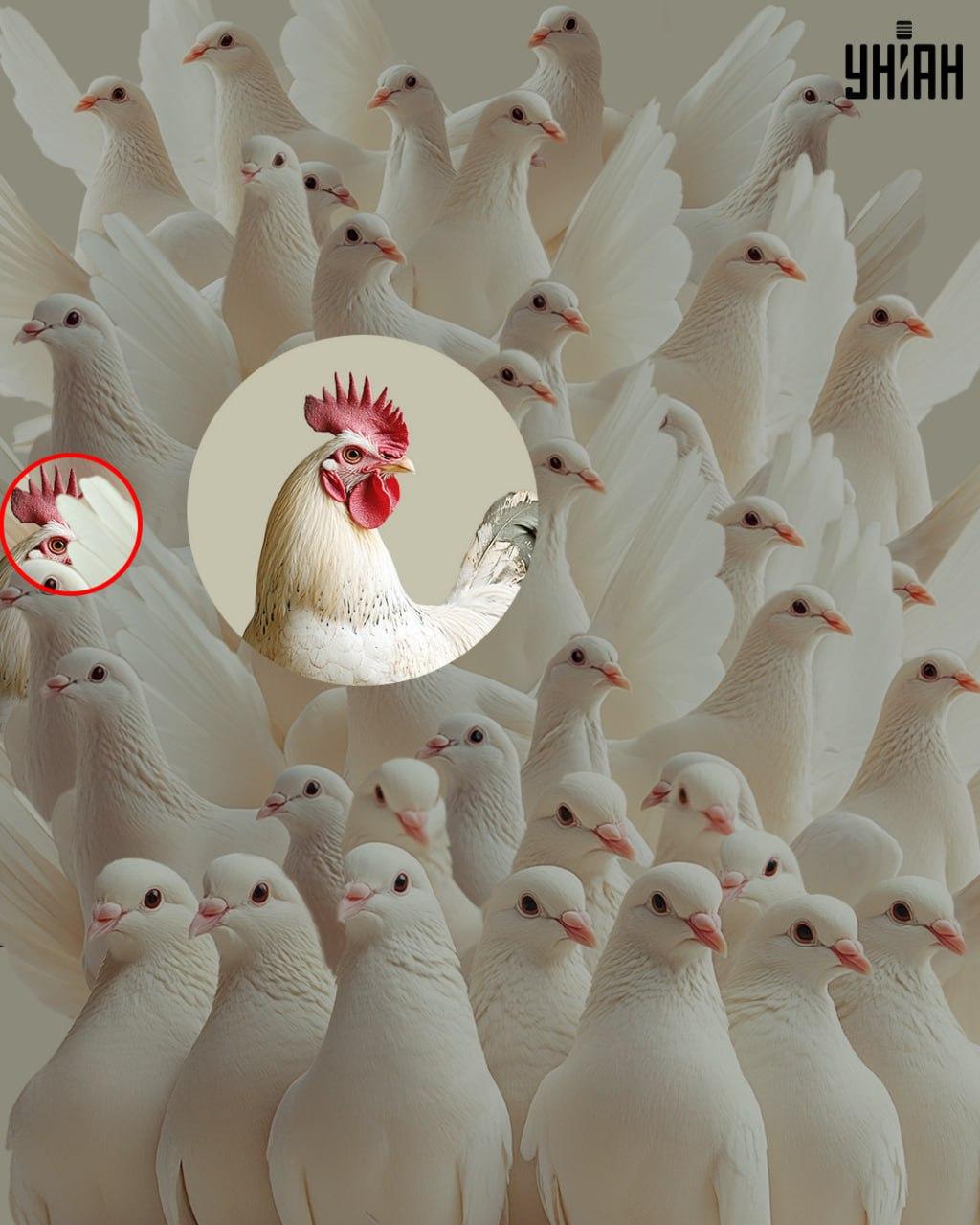 Rozwiązanie zagadki - kogut zaznaczony na obrazku