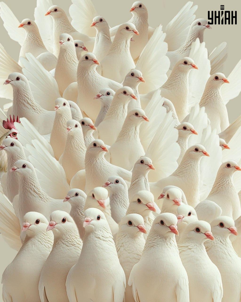 Iluzja optyczna z ukrytym kogutem