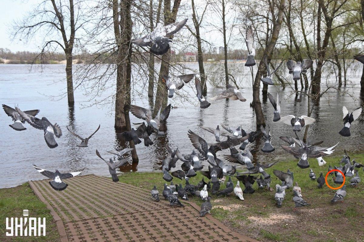 Zdjęcie z zaznaczonym wróblem