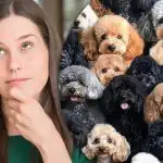 Dobry wśród owiec, ale trudno znaleźć owcę wśród psów: super