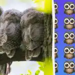 Niezwykle trudna łamigłówka: musisz znaleźć rzadką sowę w 11 sekund.