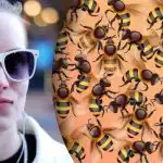 Tylko 5% ludzi jest w stanie dostrzec słonecznik ukrywający się