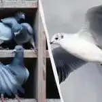 Tylko nieliczni znajdą gołębia wśród kaczek, mew i łabędzi w