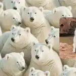 Urocza, ale trudna łamigłówka: tylko nieliczni znajdą psa w 8