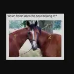 W sieci pojawiła się nowa zagadka: tylko ludzie z wysokim