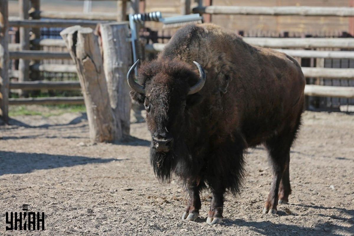 Spróbuj odnaleźć wróbla na puzzlach w wyznaczonym czasie / kolaż ze zdjęciem Moje