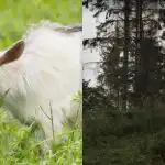 Wszyscy widzą konia, a tylko nieliczni znajdą przebiegłą kozę w